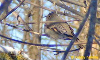 Townsend's Solitaire - 7389 3rd Line Road, south of Kars, ON - Feb. 19, 2006 - Photo courtesy Rubby Neville