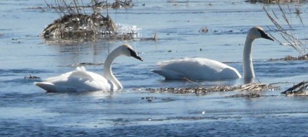 Trumpeter Swan pair on the Jock River at 9th Line Beckwith - March 27, 2011