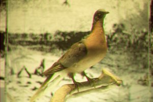 Passenger Pigeon