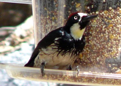 Madera Canyon, AZ - Apr. 8, 2010