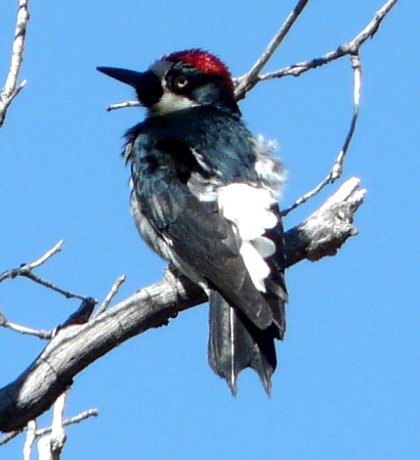 Madera Canyon, AZ - Apr. 8, 2010