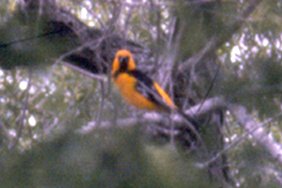 Falcon Dam, TX - Apr. 5, 1986