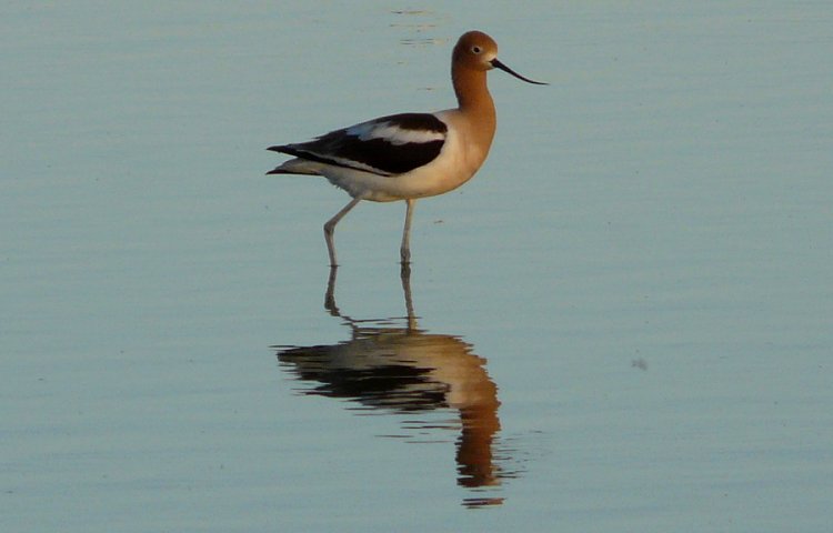 Gilbert Water Farms, Gilbert, AZ - Apr. 7, 2010 - Breeding Plumage