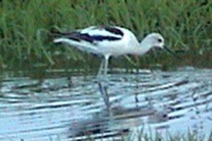 Chesterville, ON - Sep. 14, 2003