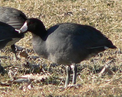 Sodus Bay, NY - Mar. 5, 2006