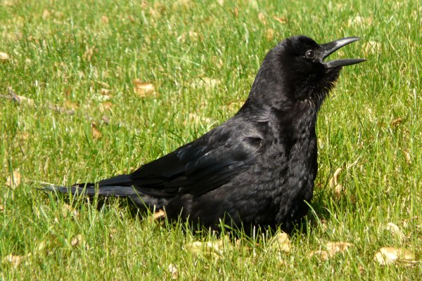 Maybank Street, Ottawa, ON - Jun. 27, 2009