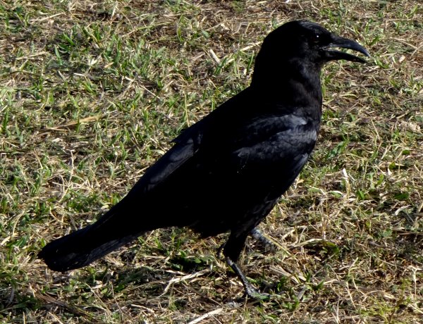 Mrazek Pond, Everglades National Park, FL - Jan. 12, 2013