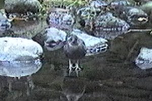 Goldstream Provincial Park, BC - Sep. 23, 1994 - from video