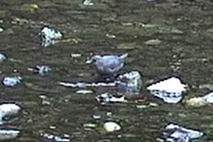 Goldstream Provincial Park, BC - Sep. 23, 1994 - from video