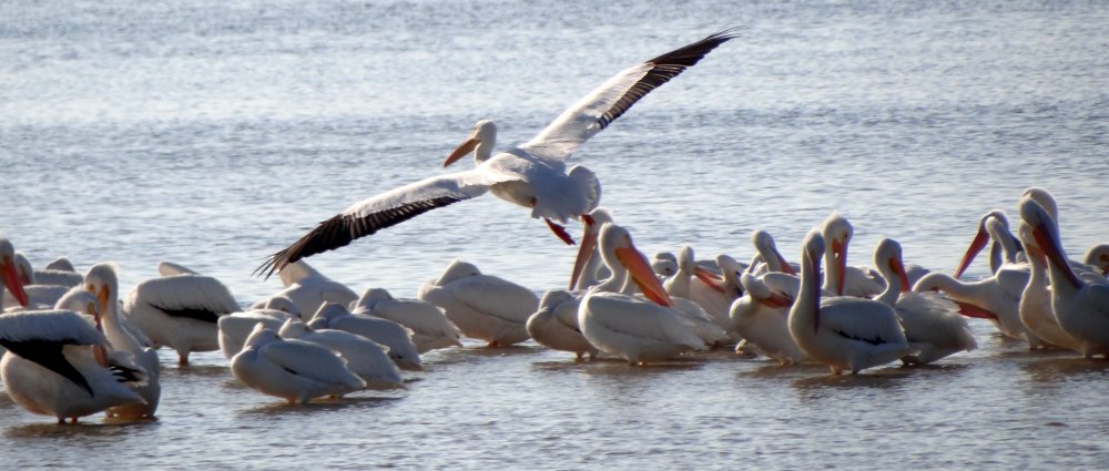 Ding Darling National Wildlife Refuge, Sanibel Island, FL - Jan. 14, 2013