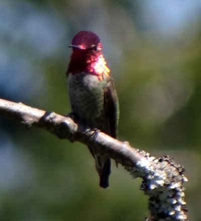 Mount Douglas, Victoria, BC - May 8, 2013 - male