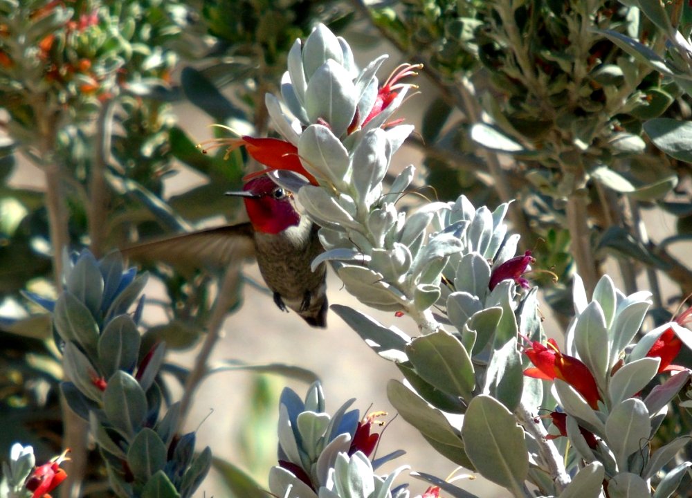 Coolidge, AZ - Jan. 31, 2016 - male