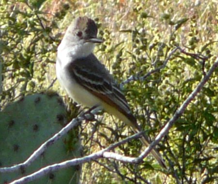 N of Florence Junction, AZ - April 5, 2010