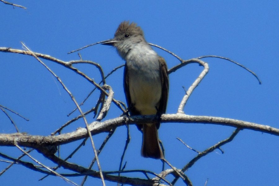 S of Wickenburg, AZ - April 19, 2016