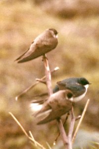 Kelley's Cove, NS - May 20, 1982 - (with Tree Swallow at centre right)