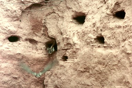 Nictaux Falls, NS - Jun. 15, 1983 - (emerging from nests)