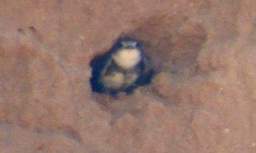 Trimper Road, Torbrook, NS - Jun. 12, 2015 - emerging from nest