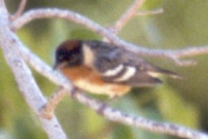 Dry Tortugas, FL - May 12, 1985 - breeding male