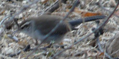 Patagonia Lake, AZ - Jan. 5, 2011