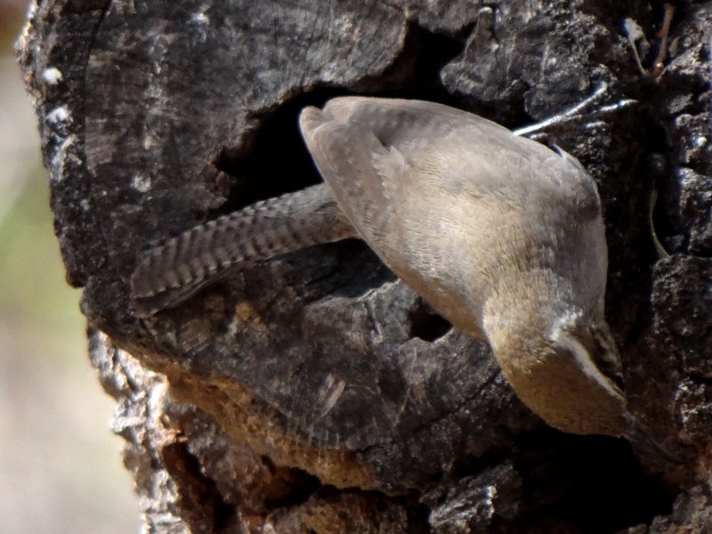 Ash Canyon, AZ - Apr. 16, 2013