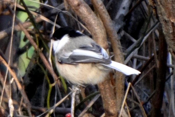 Dartmouth, NS - Dec. 1, 2013 - with a white tail