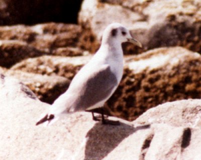 Point Brown, WA - Aug. 20, 1979 - winter adult