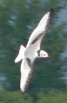 Moodie Drive Quarry Ponds, South of Ottawa, ON - Aug. 6, 2008 - juvenile plumage