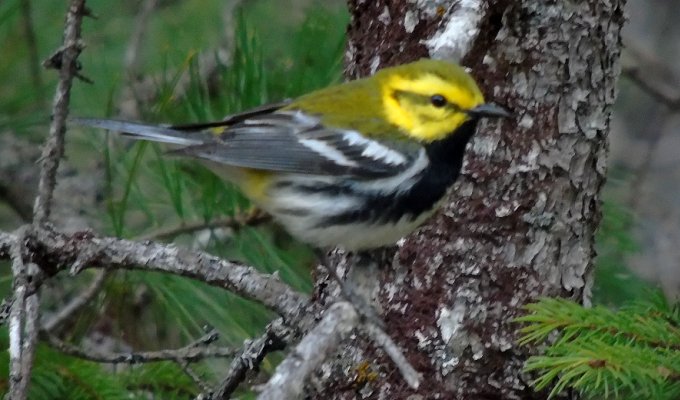 Wilson Road, South Canaan, NS - May 8, 2015 - male