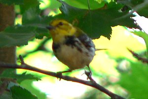 N. of Shamrock, PEI - Jul. 7, 2007