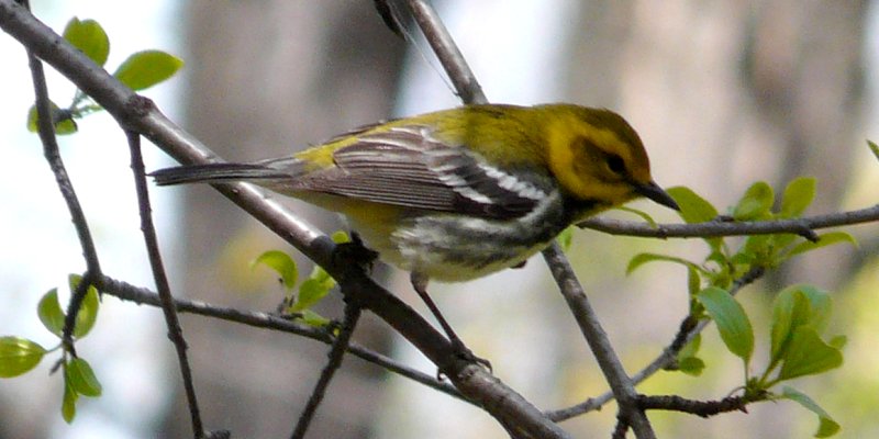 Britannia Conservation Area, Ottawa, ON - May 11, 2011 - spring female