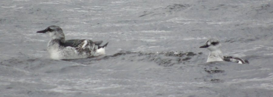 Yarmouth, NS - Jan. 20, 2015 - juvenile (left)