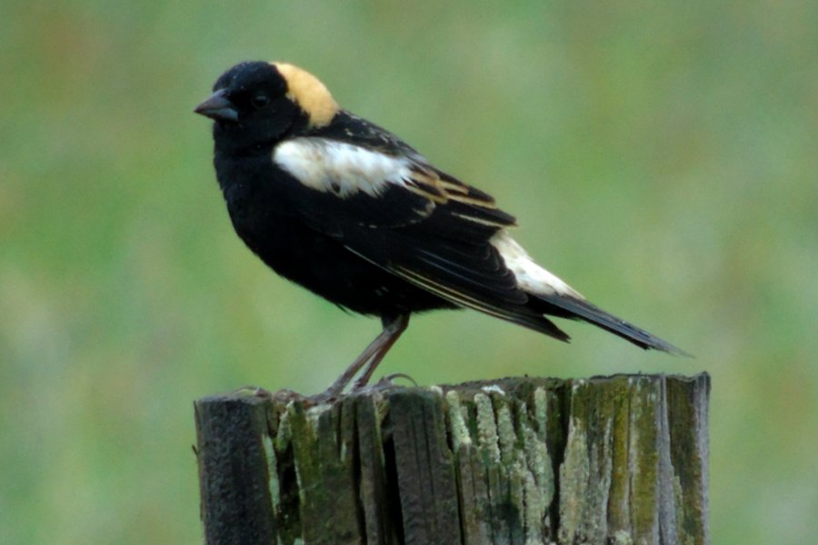 Belleisle Marsh, NS - May 23, 2016 - male