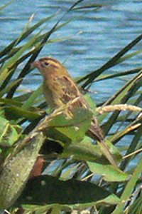 Embrun Sewage Lagoons, ON - Aug. 12, 2006 - female or immature