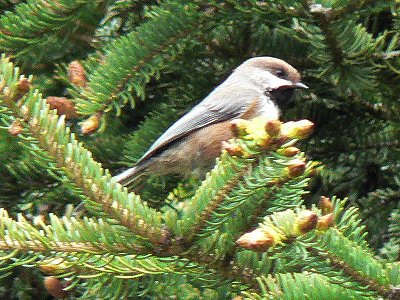 Grand Manan, NB - May 22, 2006