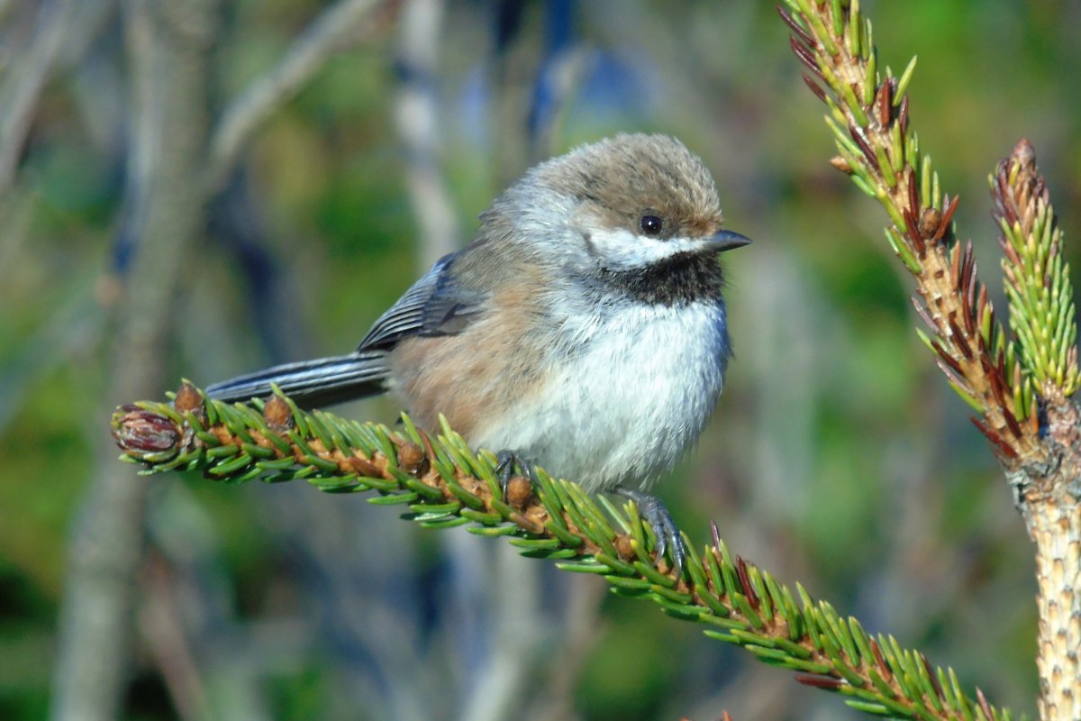 Cape Forchu, NS - May 10, 2017