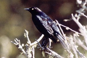 Bodega Bay Lagoon, CA - Apr. 30, 1980 - male