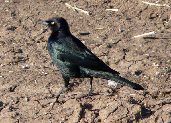S of Eloy, AZ - Jan. 4, 2011 - male