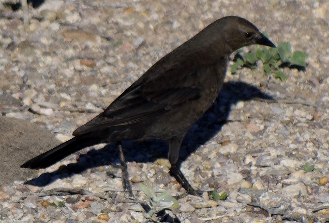 Kennedy Park, Tucson, AZ - Jan. 9, 2012 - female