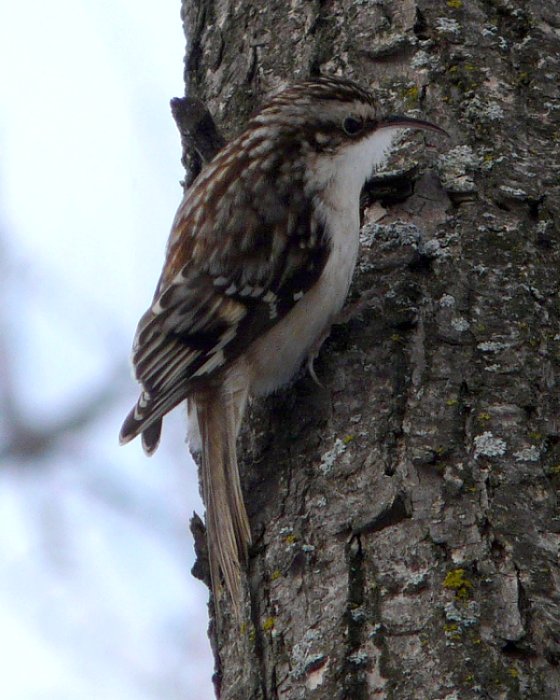 Britannia Conservation Area, Ottawa, ON - Jan. 19, 2008