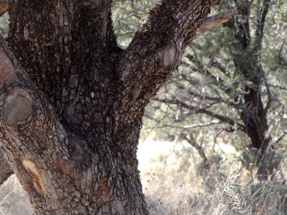 Madera Canyon, AZ - Mar. 1, 2013 - perfect camouflague (see zoom below)
