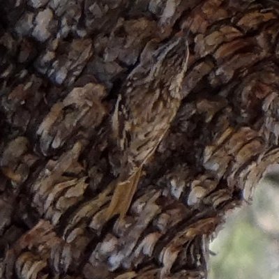 Madera Canyon, AZ - Mar. 1, 2013 - perfect camouflague