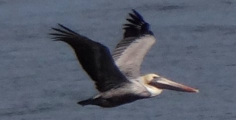 Summerhaven, FL - Jan. 10, 2013 - in flight