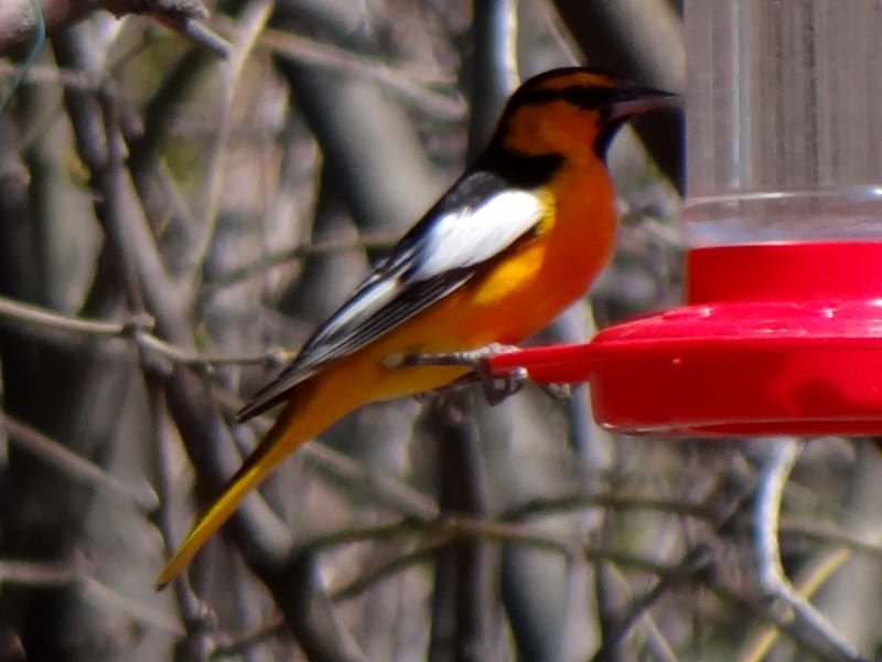 Patagonia Lake State Park, AZ - Mar. 19, 2013 - male