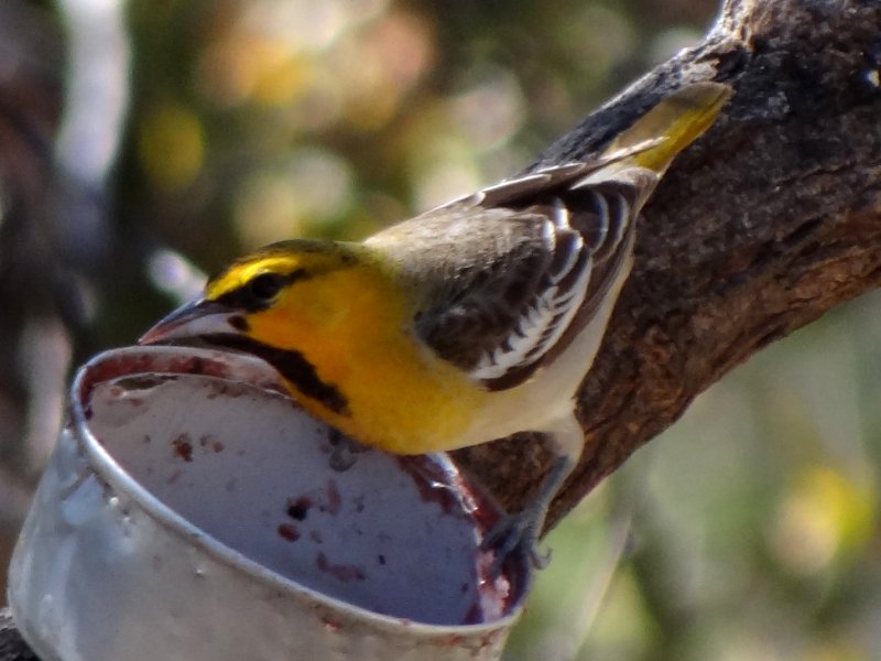 Ash Canyon, AZ - Apr. 16, 2013 - 1st year male