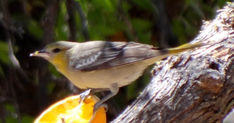 Ash Canyon, AZ - Apr. 16, 2013 - female