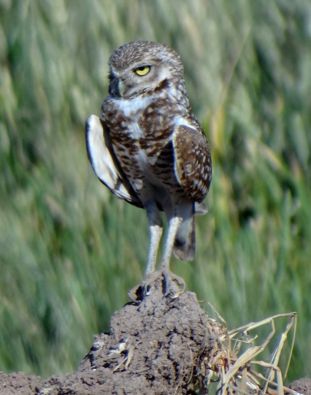 Garst Road, NW of Calipatria, CA - Apr. 21, 2013