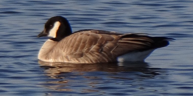 Andrew Haydon Park West, Ottawa, ON - Dec. 4, 2011