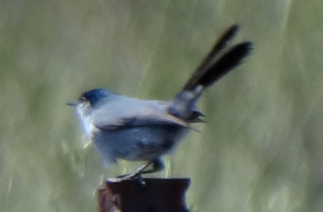 Otay Lakes, CA - Apr. 23, 2013 - male