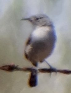 Otay Lakes, CA - Apr. 23, 2013 - female