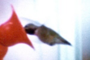 Okanagan Falls, BC - June 13, 1979